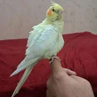عروس هلندی لوتینو|پرنده|قم, حنیف نژاد|دیوار