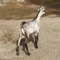 خال خالی|حیوانات مزرعه|شهرضا, |دیوار