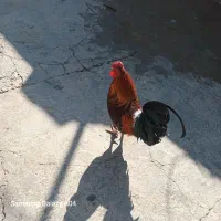 خروس بومی وجوان سالم