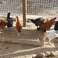 ۹ عدد مرغ خانگی|حیوانات مزرعه|بناب, |دیوار