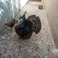 یک جفت بوقلمون اصل|حیوانات مزرعه|بندر گناوه, |دیوار