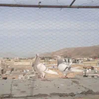 کفتر  سوسنی  دم  سفید ماده