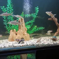 ردلاین سیلور شارک|ماهی|بروجرد, |دیوار