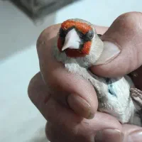 سهره نر اتیقه|پرنده|مشهد, شهرک بهارستان|دیوار