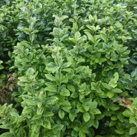 انواع گل آپارتمانی و حیاط سازی به صورت تکی و عمده|گل و گیاه طبیعی|تهران, طرشت|دیوار