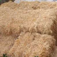 کاه‌ برنج‌‌کولش