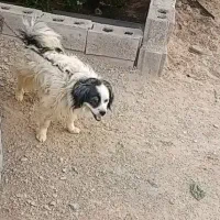 سگ پاکوتاه