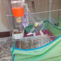 عروس هلندی|پرنده|ابریشم, |دیوار