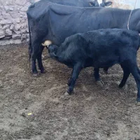 گاو دورگه|حیوانات مزرعه|چاراویماق, |دیوار