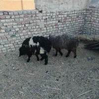 دو عدد بره تکی هم داده میشه فروش فوری سریع|حیوانات مزرعه|زاهدان, |دیوار