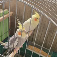 جفت عروس هلندی با جوجه