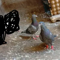 کفتر