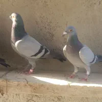 کبوتر|پرنده|شبانکاره, |دیوار