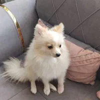 سگ پامرین نر یکساله