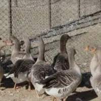 قوقاز یا بت