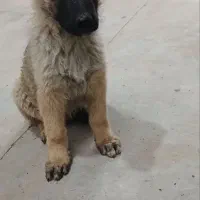 سگ سراب|سگ|رباط‌کریم, شهرک صنعتی سبلان|دیوار