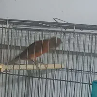 قناری جمله|پرنده|بندر ماهشهر, |دیوار