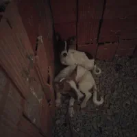 سگ پاکوتاه