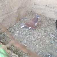 با سلام سه عدد کبوتر به فروش میرسد