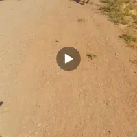 سگ‌گله‌دهن‌پاک