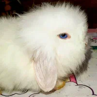 بچه خرگوش لوپ اوکراینی چشم آبی سوپر فلت