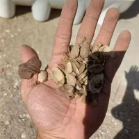 پوست بادام و پسته شما را خریداریم