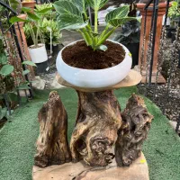 استند گل  طرح چوب