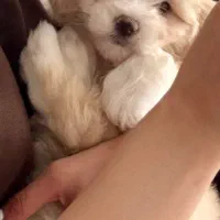 پودل مالتیز سگ اپارتمانی