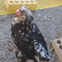 مرغ گلین با نیمچه گلین فروشی خروس هست مرغ گیر|حیوانات مزرعه|کهنوج, |دیوار