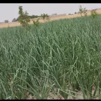 زمین ویلایی|فروش زمین و ملک کلنگی|صوفیان, |دیوار