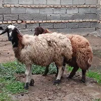فروش گوسفند نر و ماده|حیوانات مزرعه|گمیشان, |دیوار