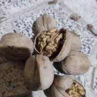 گردو