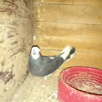 کبوتر پروازی آگهی رو بخون|پرنده|رودسر, |دیوار