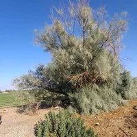 زمین قطعه بندی شده