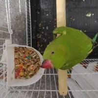 طوطی ملنگو