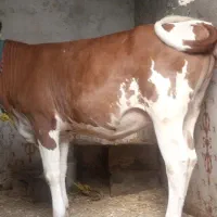 گوساله ماده