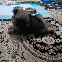 پامرانین خرسی|سگ|تهران, مینای شمالی (مخبر)|دیوار