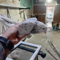 کفتر