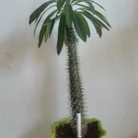 گل نخل ماداگاسکار