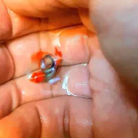 گوپی نژاد دامبو گرید A|ماهی|اصفهان, جلفا|دیوار