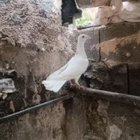 صید امروز نیروگاه نجفی