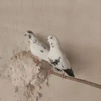 یک جفت کبوتر|پرنده|قم, زنبیل آباد|دیوار