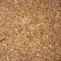 گندم اکلیده