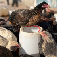 فروش نیمچه مرغ و خروس گلپایگانی