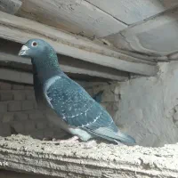 پلاکی|پرنده|بشاریات, |دیوار