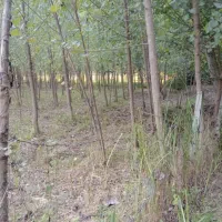 ۷۰۰۰هزارمتر خارج طرح روستای پیشخان باچوب ۳تا۴ساله