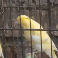 قناری ماده|پرنده|ارسنجان, |دیوار