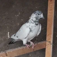 کله دمبی زرد سفید پرشی بازدید پیربکران|پرنده|پیر بکران, |دیوار