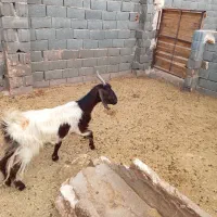 بز یکساله اوست مفت