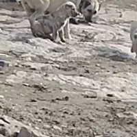 شاه توله سرابی(نر)|سگ|شهریار, شهریار|دیوار